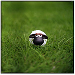 May - Shaun the Sheep